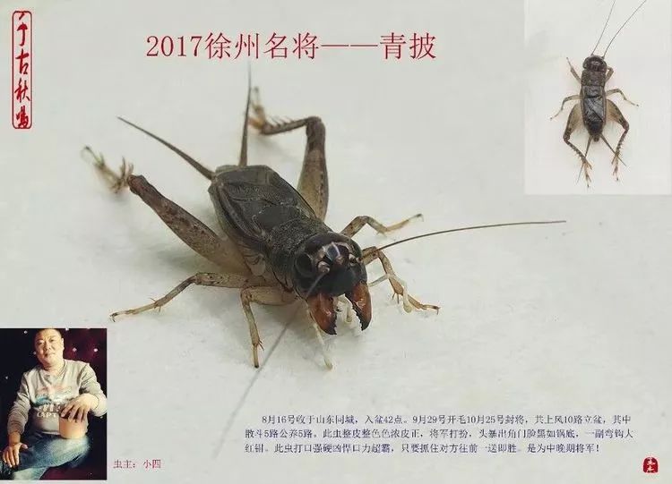 季后收藏:2017徐州蟋蟀功虫名将录