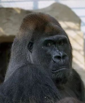 上海动物园最老的大猩猩博罗曼昨天去世,它就是上海人心目中的"金刚"!