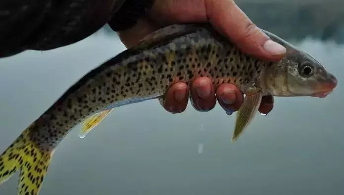 河流,为江湖中常见的中,下层鱼类,喜微流水,水质清新,底质为沙砾或泥