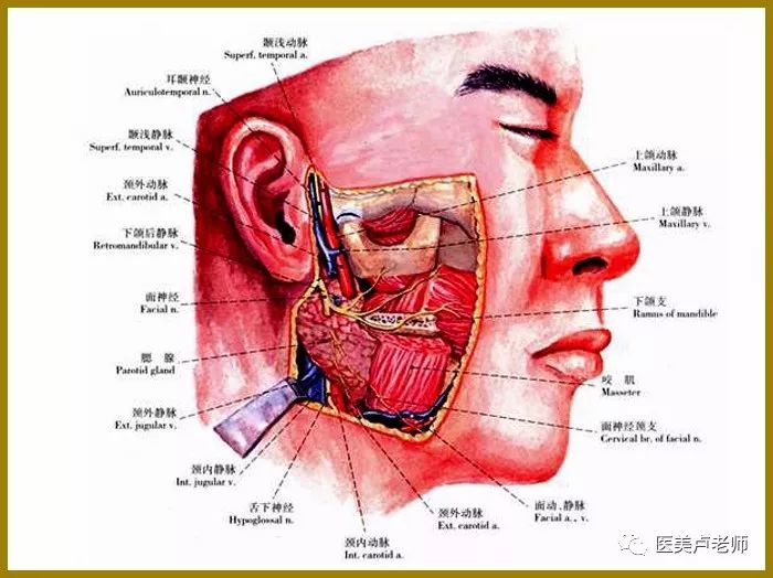 腮腺咬肌部位的解剖