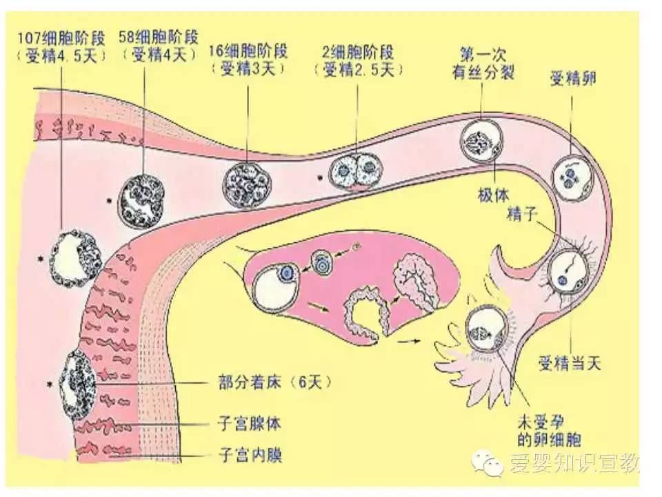 精子的运行及获能 卵细胞的输送 受精部位:输卵管壶腹部 受精卵的输送