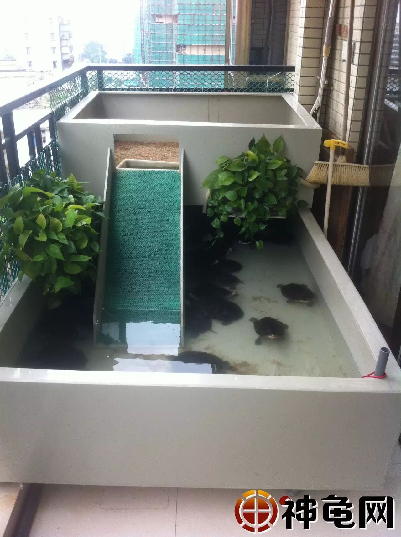 小池养龟：亚洲巨龟产蛋季，小池一窝挖出了11枚龟蛋，一天赚1500_哔哩哔哩_bilibili