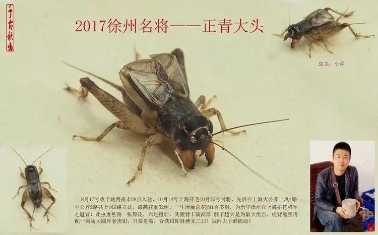 季后收藏:2017徐州蟋蟀功虫名将录