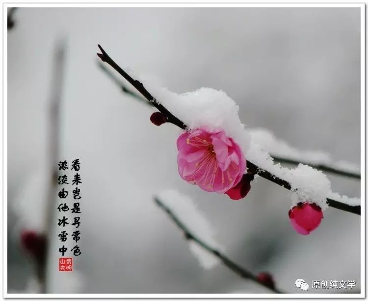 原创纯文学||同题诗会|几经凛冽虐肌骨,终有琼葩傲雪华