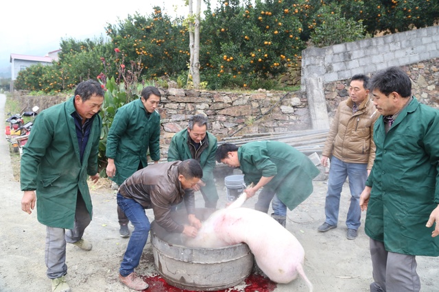 土家山村杀年猪真过瘾蒸格子肉让人看着流口水你想去不