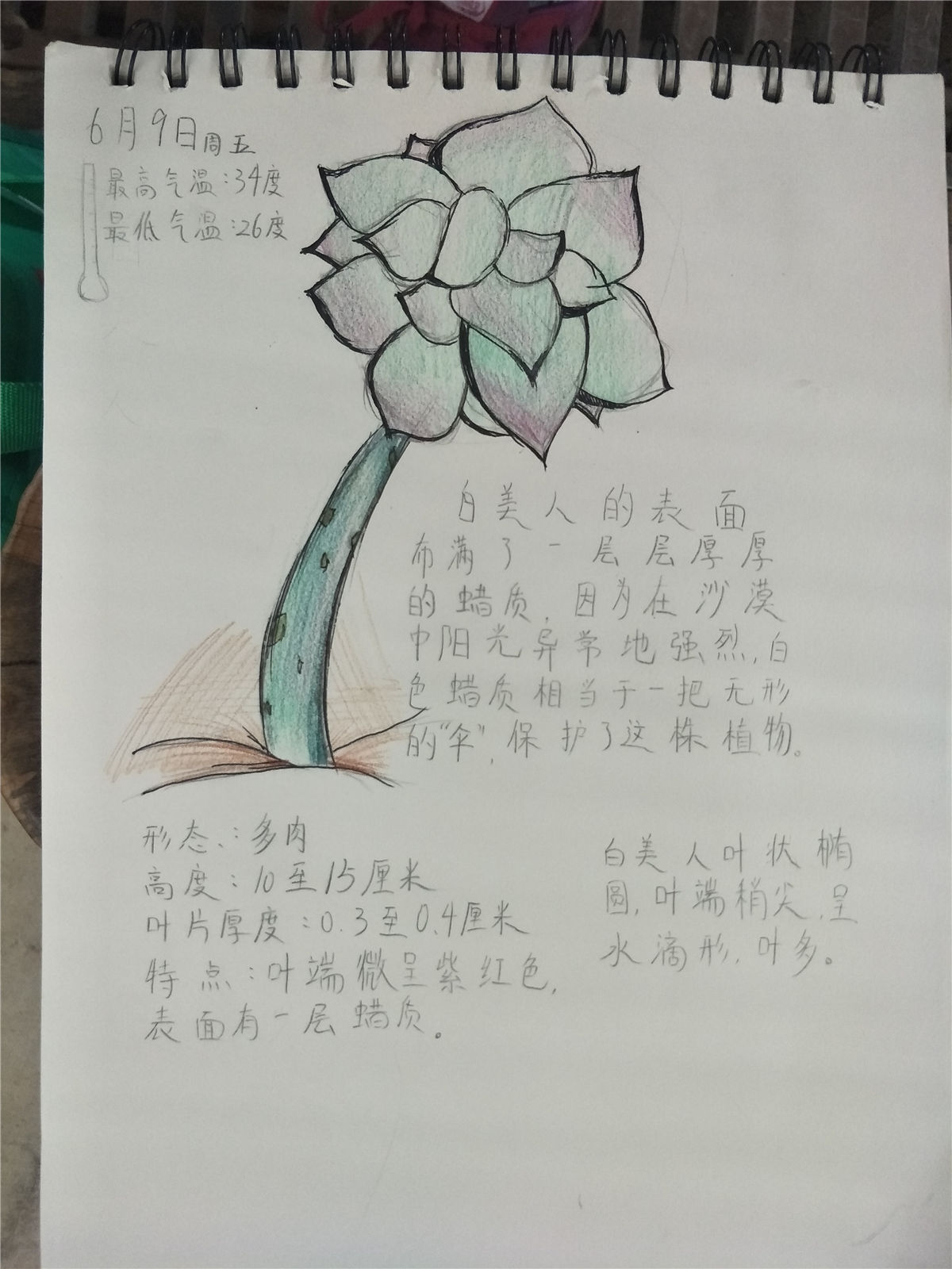 1  创意手工:  豆子拼贴画,叶脉书签,自然笔记,贺卡diy,树叶拼贴画