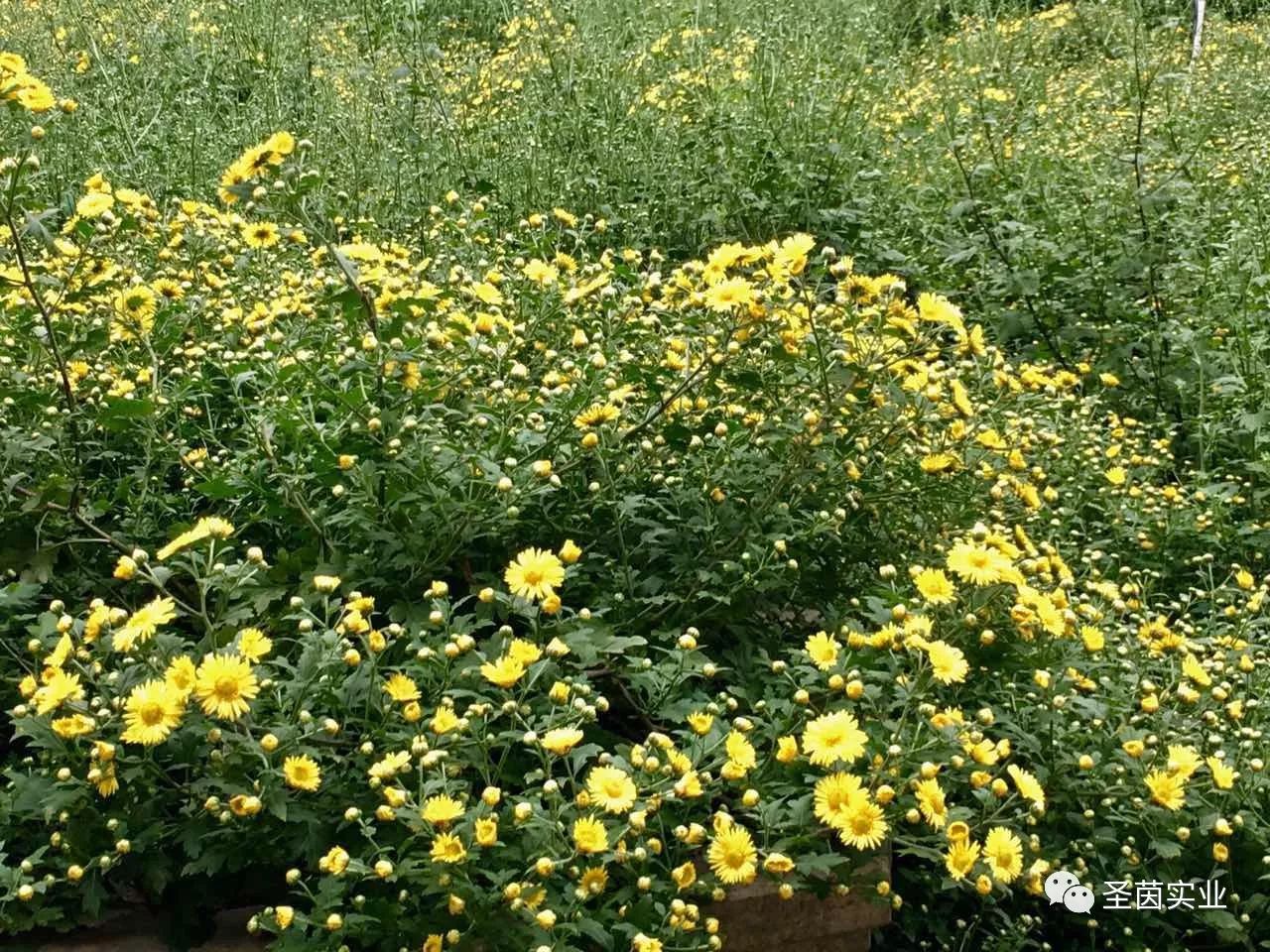 夏桑菊非一种植物,而由三种构成,"夏"指夏枯草,"桑"指冬桑叶,"菊"乃