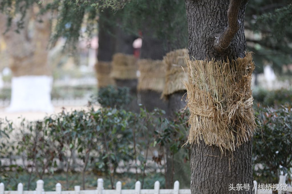 冬天树木涂白石灰水绑草绳干什么还有更绝的给树亮黄牌超级诱杀