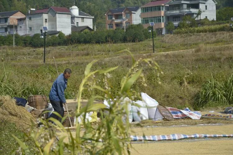 游客眼中的兴墩:真想在美丽的兴墩村养老呢!