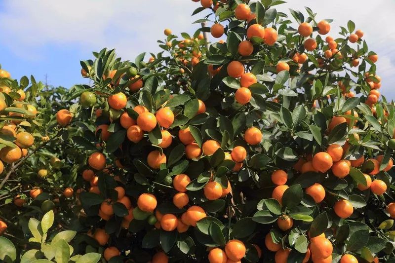 又到橘子丰收的季节,琴国新上架了一批橘子欢迎来品尝