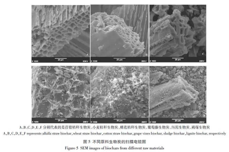 不同原料生物炭理化性质的对比分析