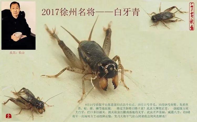 季后收藏:2017徐州蟋蟀功虫名将录