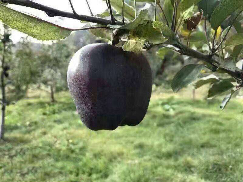 大爷山上种黑苹果,八年才能结果售出,300块钱买几个