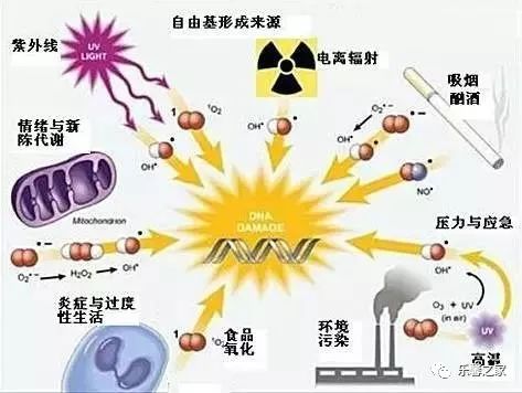 一氧化氮)来杀死外来的微生物,体内一些分解代谢的反应须要自由基来