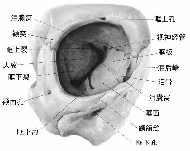 成人眶深约4--5cm.眼眶除外侧壁比较坚固外,其它三壁骨质均菲薄.