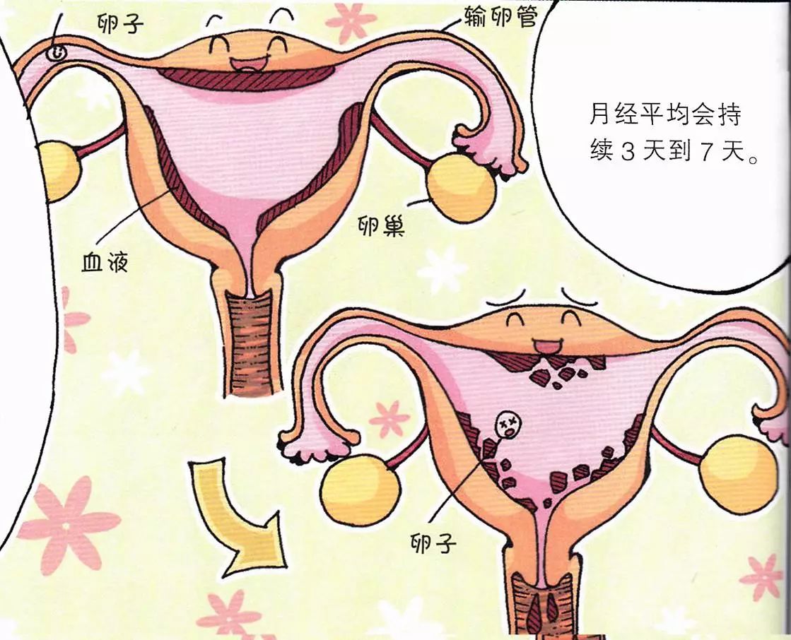 正文  育龄妇女的子宫内膜,本身就会有一个周期性的" 生长-增厚-脱落