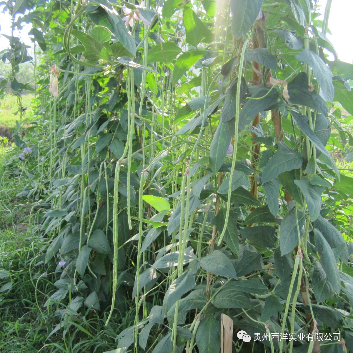 西洋农化技术服务速递——豆角的种植技术