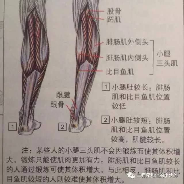 小腿肌肉很硬怎么办