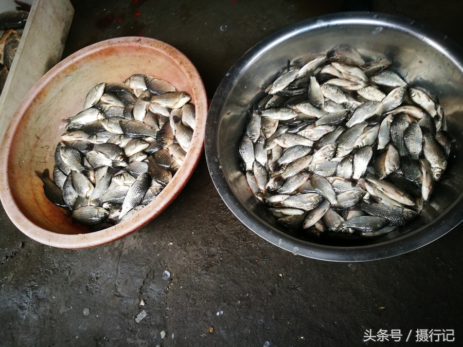 农贸市场的这些鱼,老板说是长江的鱼,卖8元一斤,您