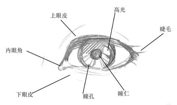 睫毛,上眼皮,下眼皮等比如:瞳孔,瞳仁,内眼角眼睛可以划分成许多细小