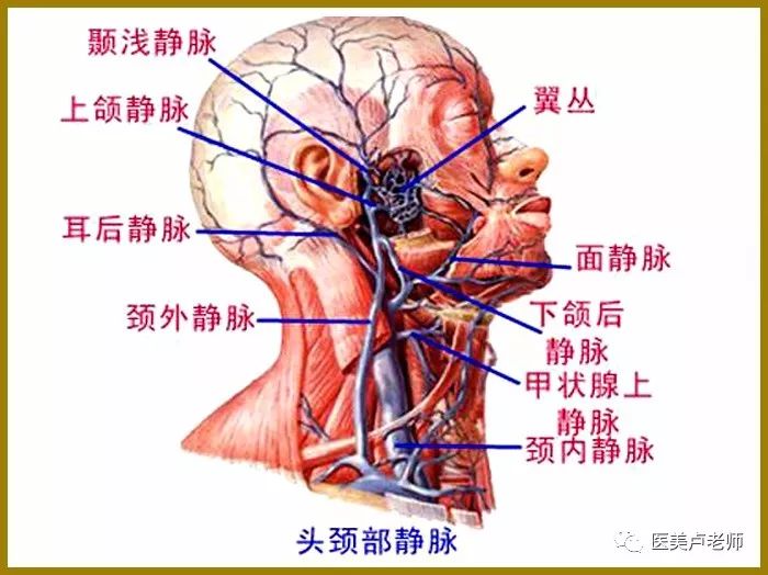 腮腺咬肌部位的解剖