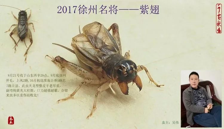 季后收藏:2017徐州蟋蟀功虫名将录