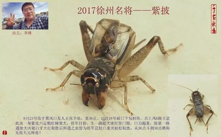 季后收藏:2017徐州蟋蟀功虫名将录