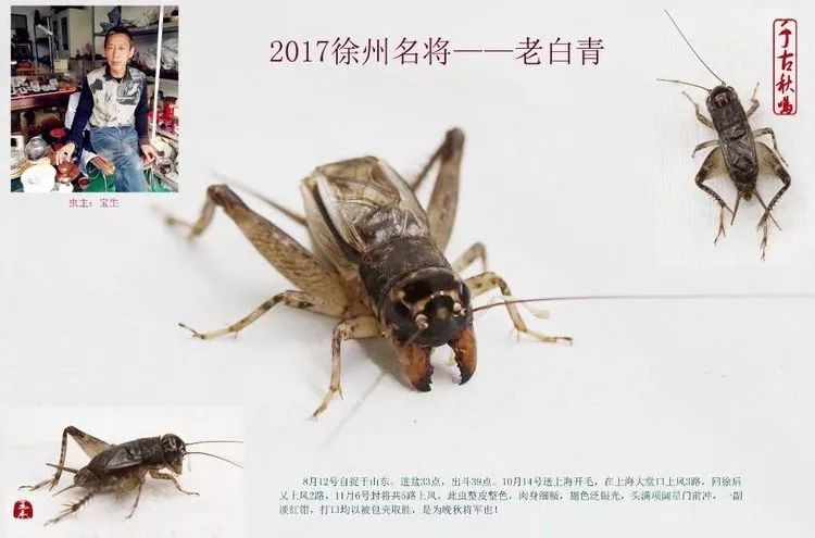 季后收藏:2017徐州蟋蟀功虫名将录