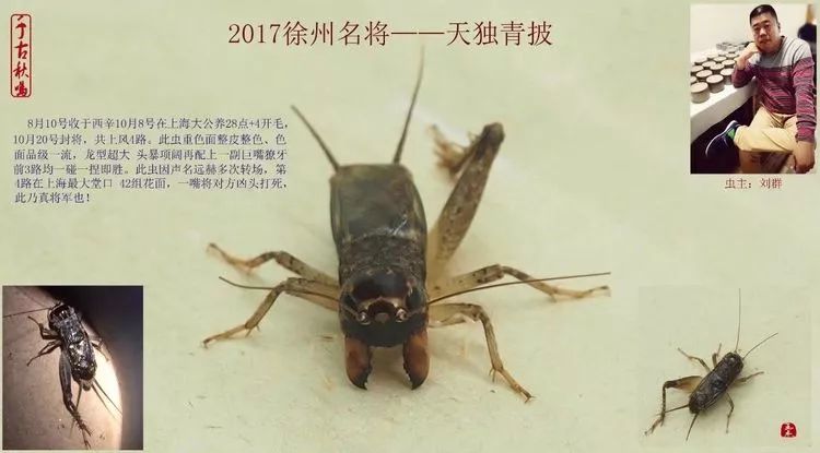 季后收藏:2017徐州蟋蟀功虫名将录