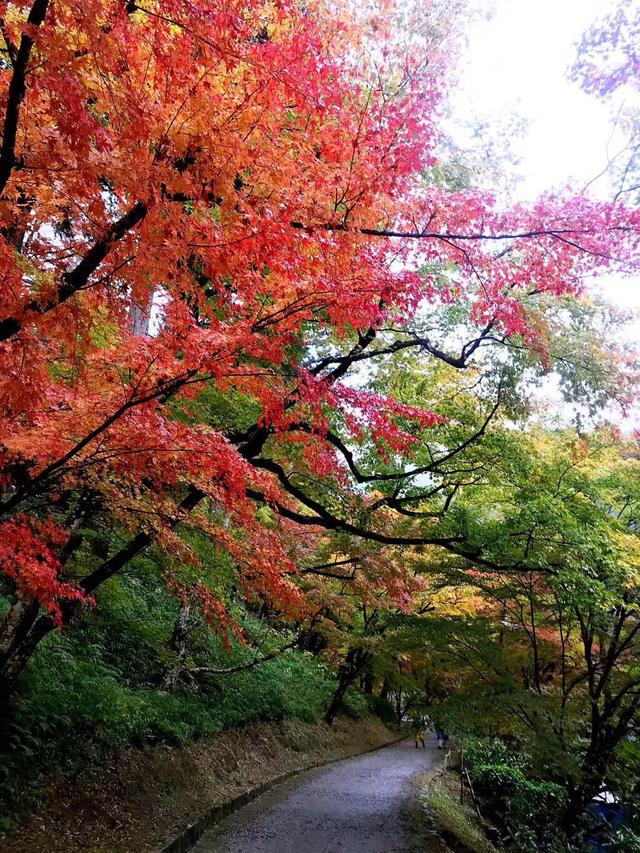 日本京都美景