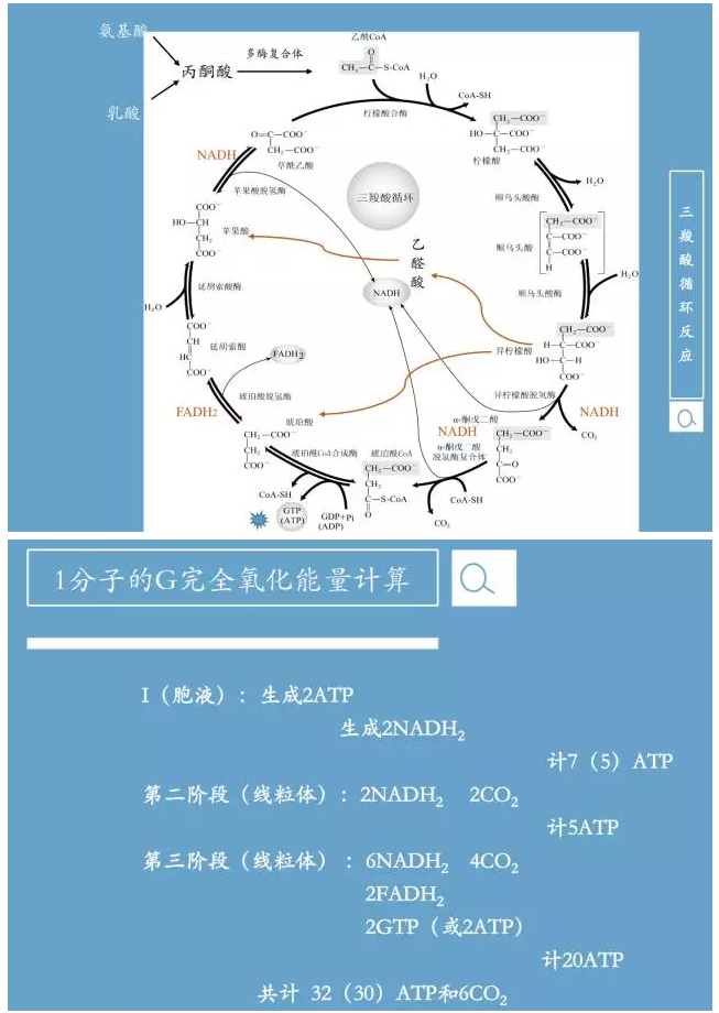 肌肉收缩通过 糖酵解 生成乳酸.在肌肉内无6