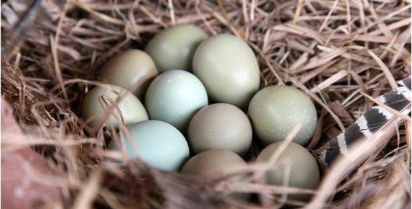 周二特价日 |"金嘴馋"——天上飞的美味,洪湖野鸭 七彩山鸡蛋,野味