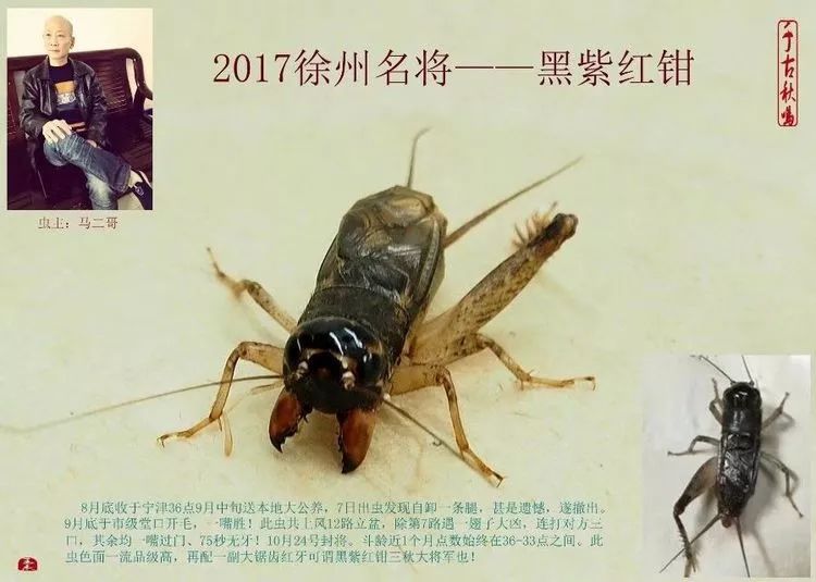 季后收藏:2017徐州蟋蟀功虫名将录