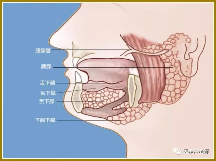腮腺咬肌部位的解剖