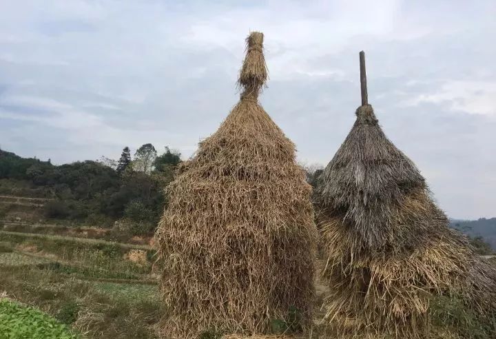 曾经,在农村的田头地角,随处可以看到那形状相似,大小不一,酷似圆塔又