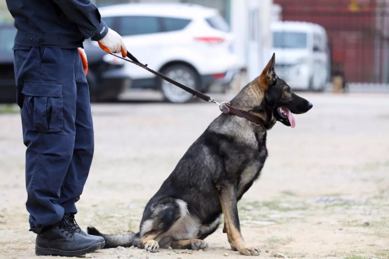 警犬——狗狗世界里的警察蜀黍.汪汪汪:不好好锻炼,怎么抓坏人?