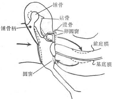 镫骨肌长在内耳和鼓膜之间,它可以控制向内耳传导声音的镫骨.