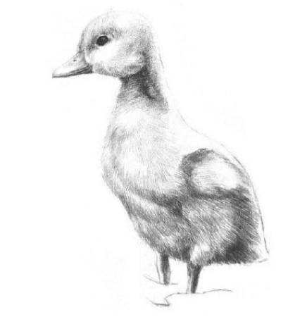 干货丨素描画只可爱的小鸭子