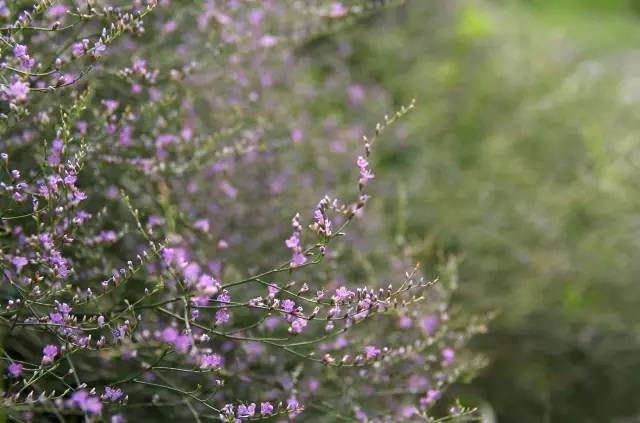 100种常见花卉的播种栽培大全送给爱养花的你必赢(图24)