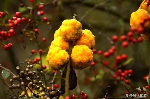 天柱:珍稀药材"穿破石" 虽说长得不好看 药用价值却不