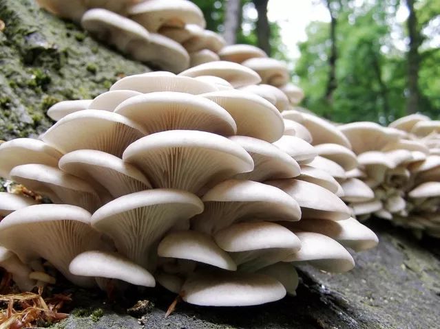 蘑菇的营养价值是什么?毒蘑菇怎么判断!