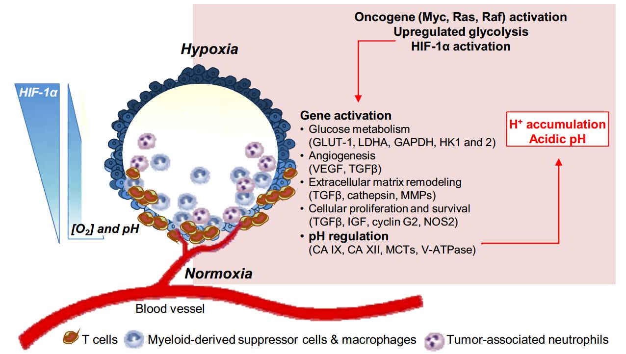 对肿瘤细胞干性特性的调控机制研究 三,生理因素——缺氧/酸性微环境