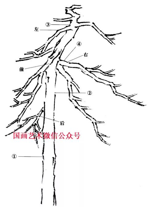 还不要忘了"树分四枝"这句古训,一开始就要设计好前后,左右的出枝位置