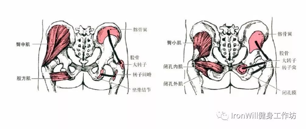 科普贴那些年被我们忽略的小肌肉系列臀中小肌篇