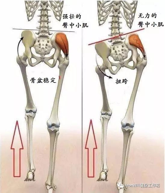 科普贴那些年被我们忽略的小肌肉系列臀中小肌篇