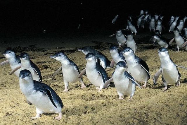小蓝企鹅:谁说企鹅都是黑白色的?