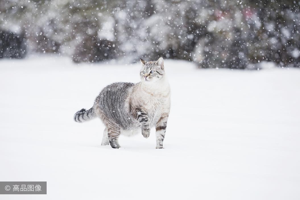 雪中的北海道狐狸.