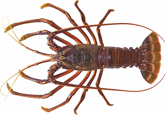 原来澳洲龙虾里最漂亮的那只叫"锦绣龙虾"!献上5大龙虾种类最全解析!_搜狐美食_搜狐网