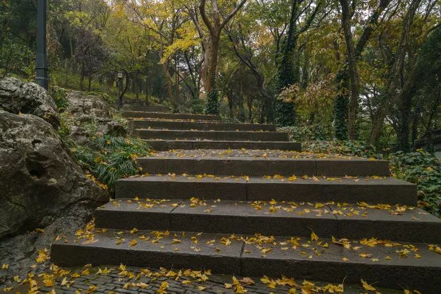 一路上黄叶遍地,如同断翅的蝴蝶,栖息在蜿蜒的山间小径上,仅仅只是走