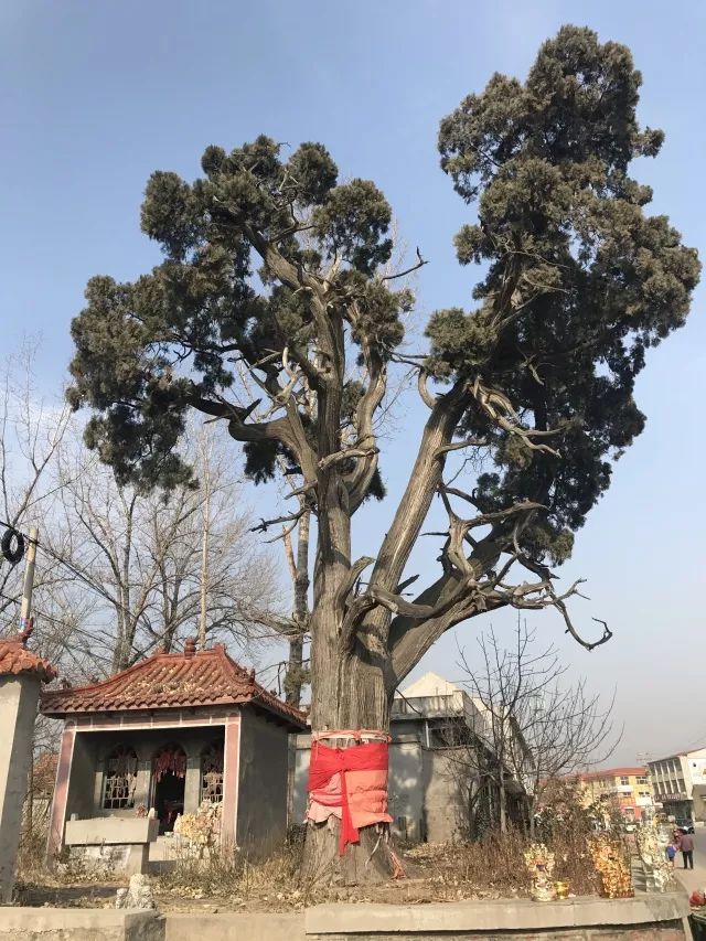 "传奇"大柏树成为村子的"地标"